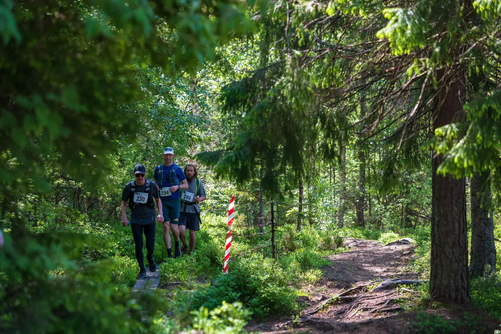 Tre löpare i samspråk på spången genom granskogen, 2024