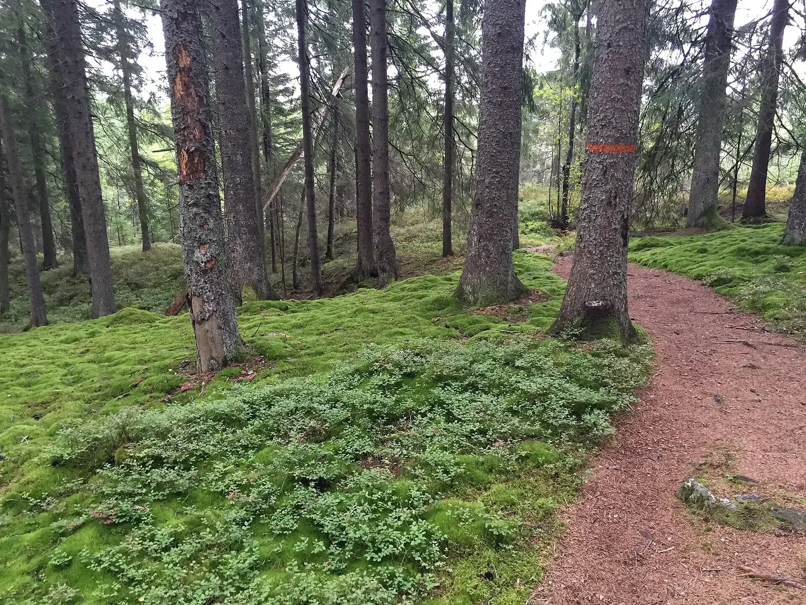 Stig genom mossig granskog i Garphyttans nationalpark, nära Bergslagsleden